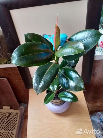 Фикус каучуконосный 0,5м