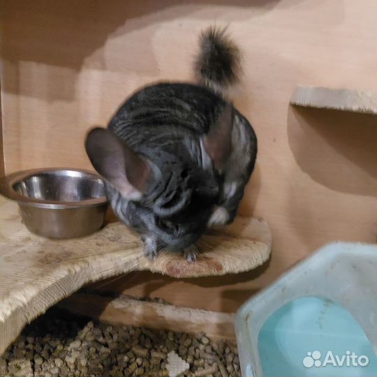 Шиншилы с клеткой