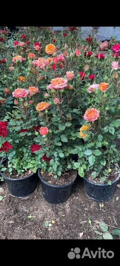 Редкие растения для сада