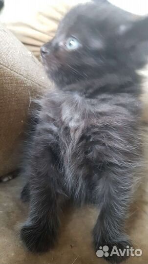 Котята,помесь британца, в дар