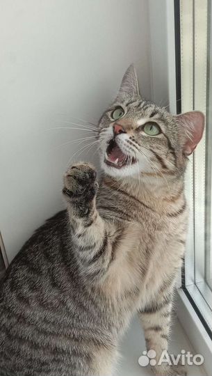 Отдам кошку