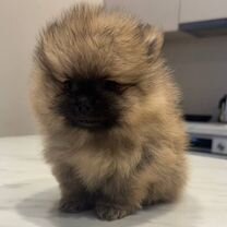 Померанский шпиц, щенок