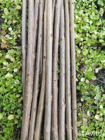 Черенки всл-2. Кубань-86/ап-1