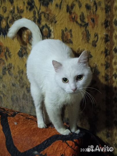 Ласковый Беляшик