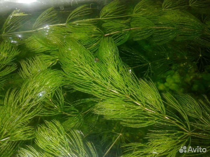 Роголистник