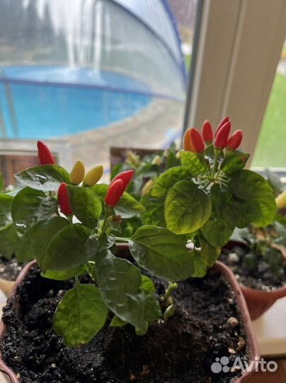 Декоративный перец (семена)