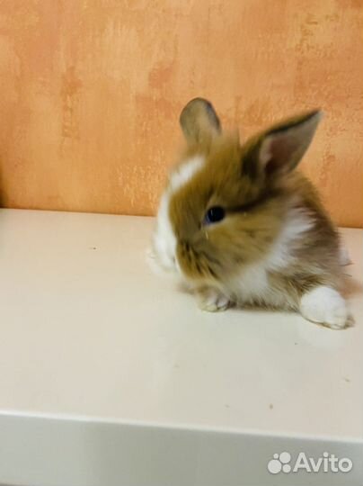 Декоративные кролики домашний мини