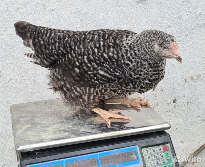 Куры Молодки с Бесплатной Доставкой