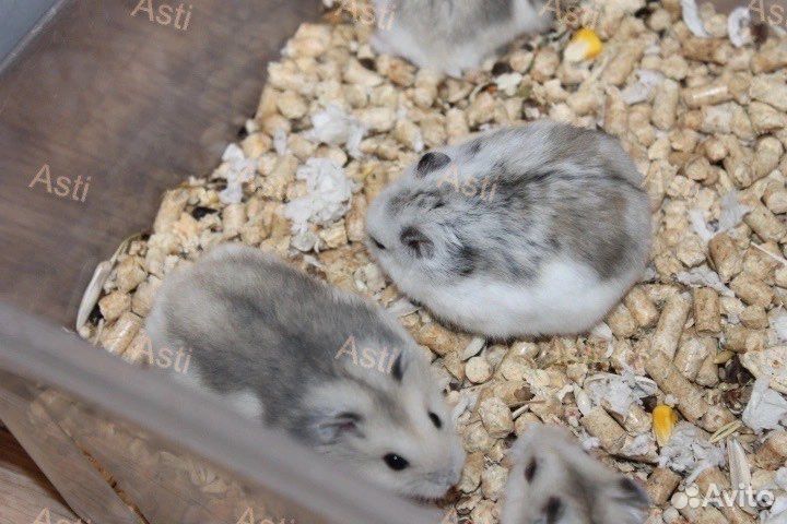 Джунгарский хомячки NEW окрас сама нежность