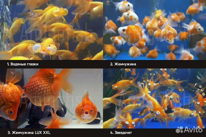 Карп кои карась комета золотая рыбка купить