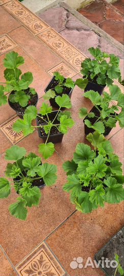 Герань пеларгония королевская