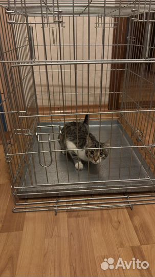 Клетка для животных в аренду