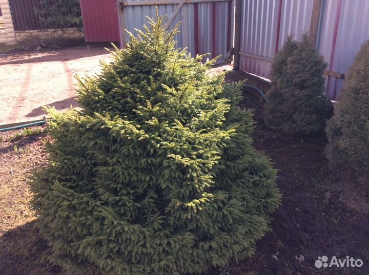 Ель живая