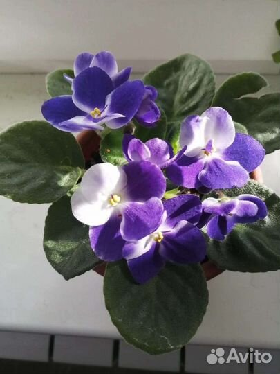 Фиалка (детки фиалки)