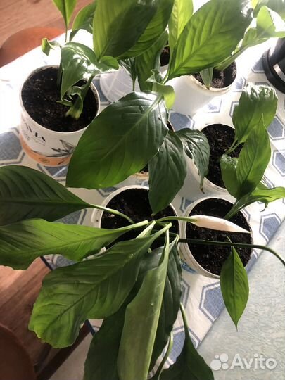 Спатифиллум