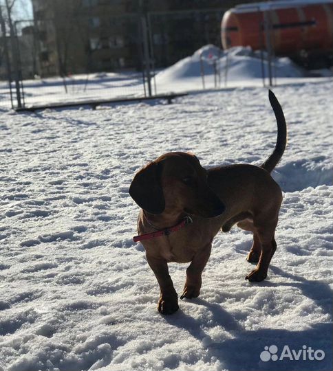 Вязка кобель такса