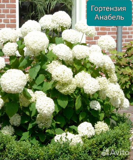 Гортензия древовидная анабель