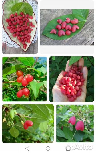 Жимолость финская 