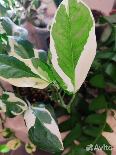 Сциндапсус Н джой