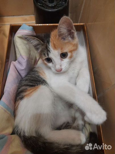 Отдам в добрые руки