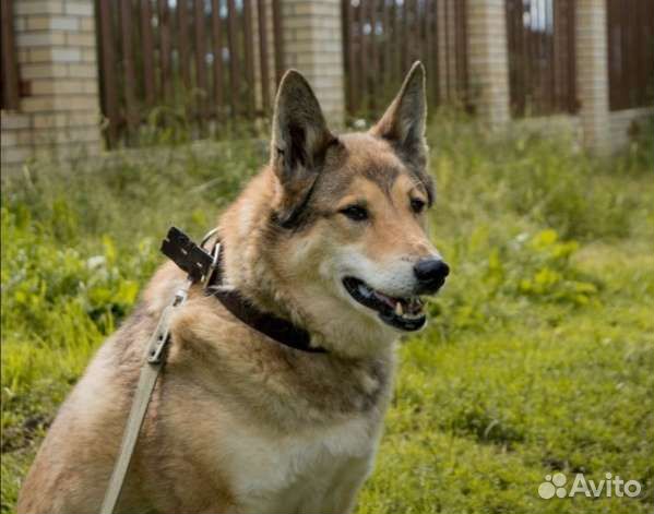 Собака из приюта в добрые руки