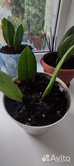 Замиокулькас