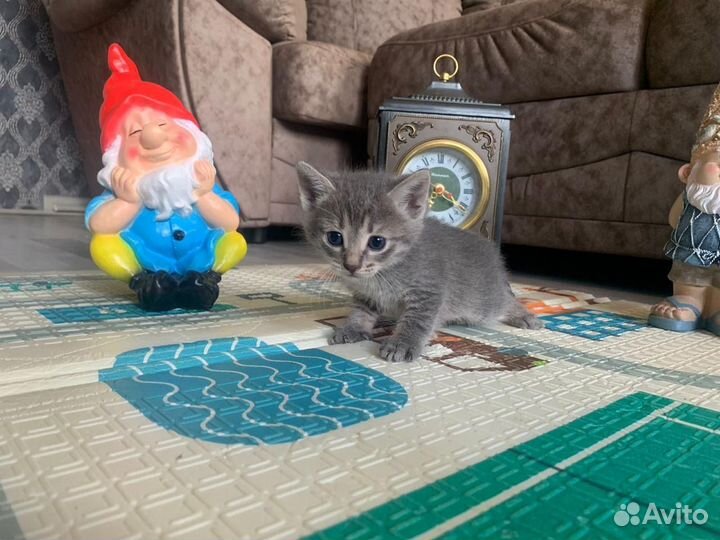Котята