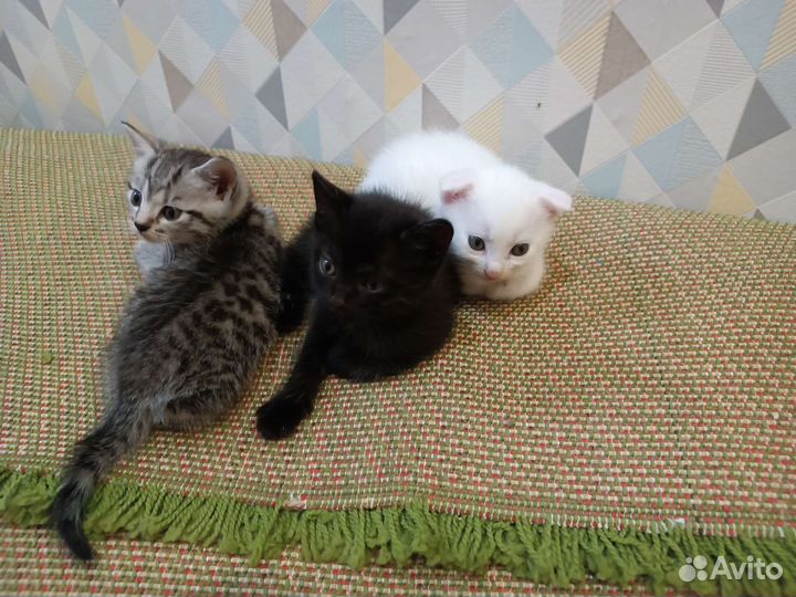 Шотладские котята