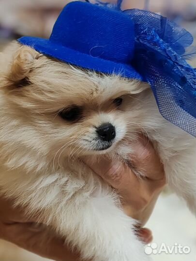 Померанский шпиц тип мишка мини