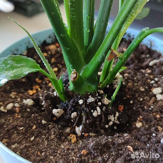 Спатифиллум