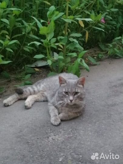 Кошка