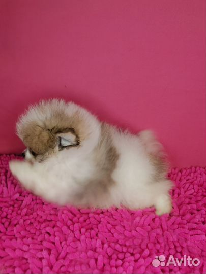 Померанский шпиц медвежьего типа