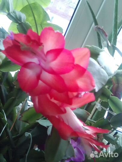 Шлюмбергера Samba Brasil и др