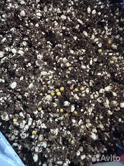Грунт для ароидных (антуриум, аглаонема)