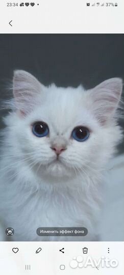 Британская серебристая шиншилла