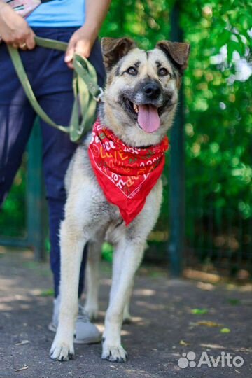 Умная собака Валя мечтает о доме