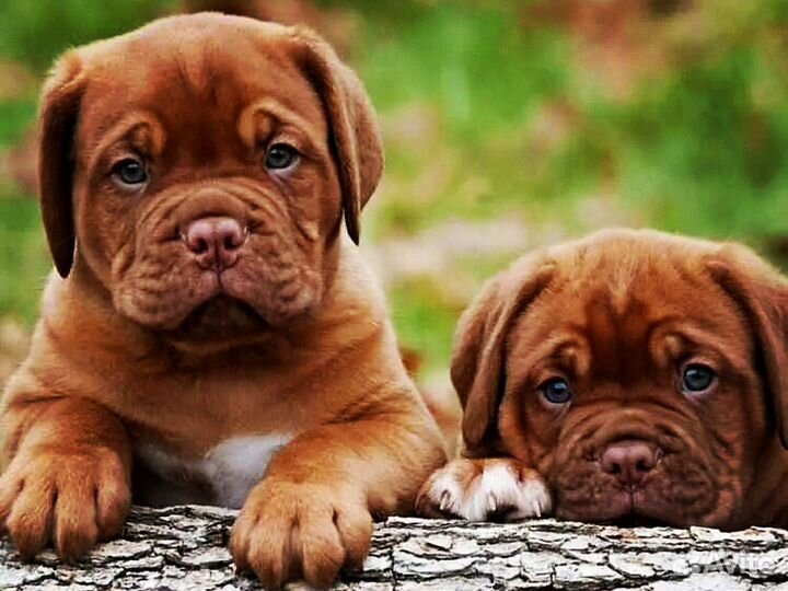 Кинолог с выездом / Зоопсихолог / Воспитание щенка