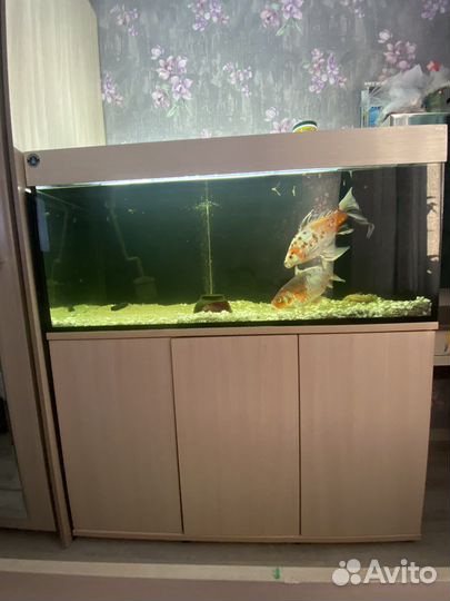 Аквариум