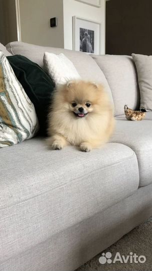 Отель для собак (Домашняя передержка )