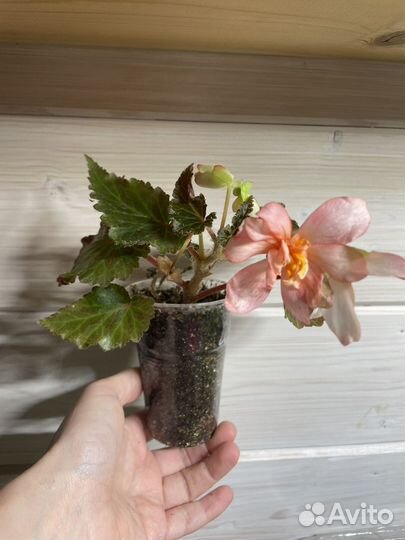 Бегония белекония