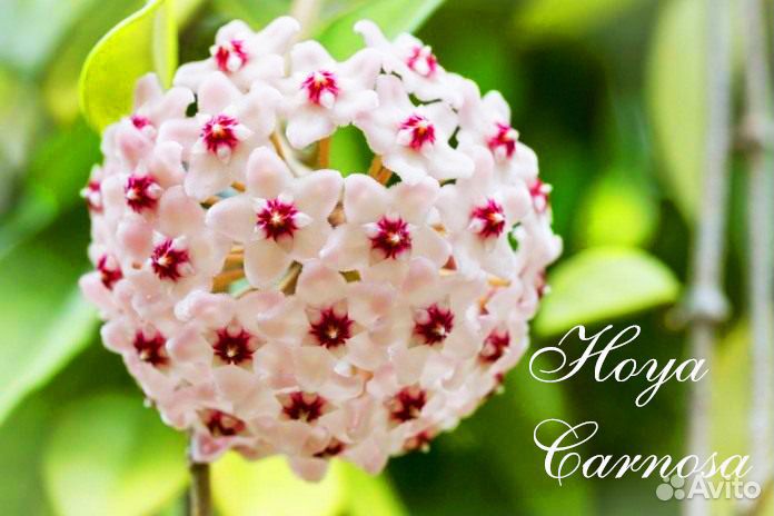 Растения для быстрого озеленения 2