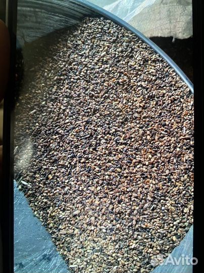 Семена люцерны сорта,Славянская местная