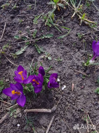 Луковицы, многолетники