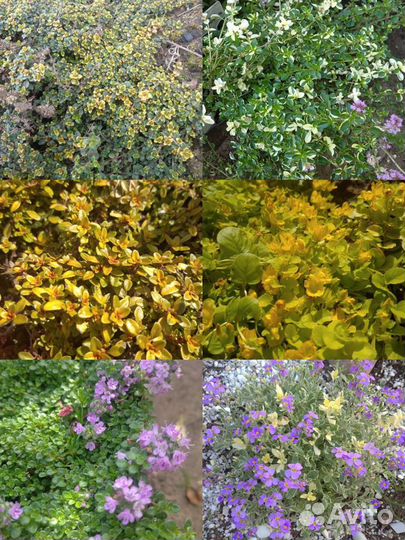 Альпийцы и почвопокровники