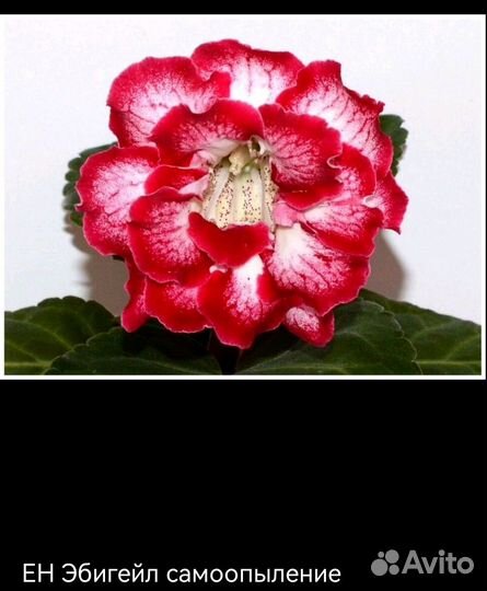 Глоксиния детки