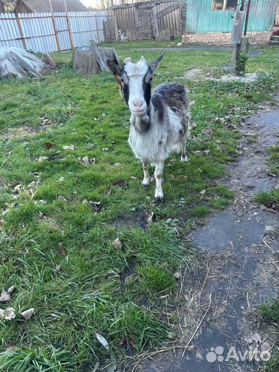 Коза котная