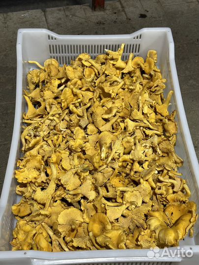 Лисички свежие