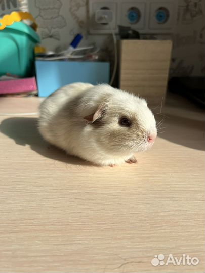 Морские свинки