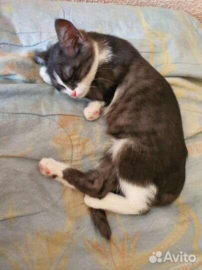 Котёнок в добрые руки