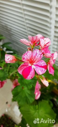 Пеларгония герань